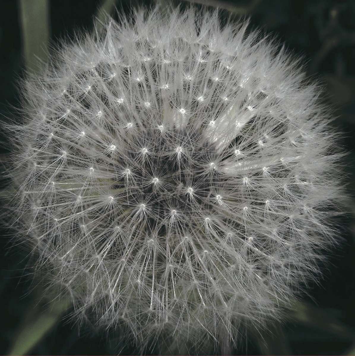 Levitation - Meanwhile Gardens